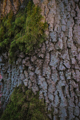 forest
