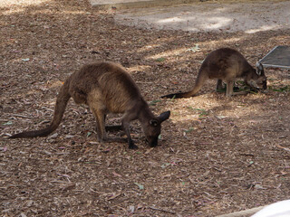 Two wallabies eating 