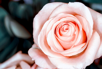 Obraz premium rose flower in roses garden