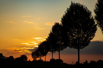 B&auml;ume im Sonnenuntergang