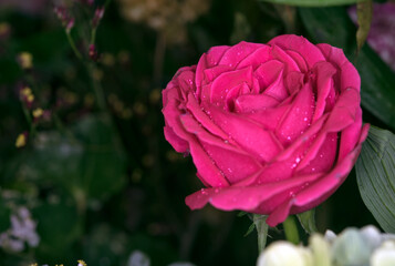 rose flower in roses garden