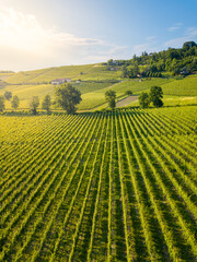 Aerial view of vineyards in Langhe, Piedmont, Italy