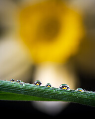 Dew drop with reflection a flower in spring.