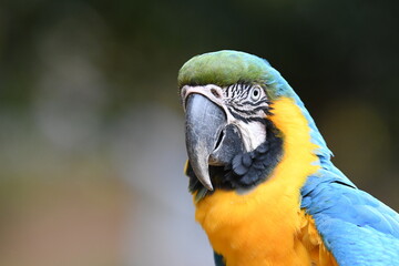 ルリコンゴウインコ