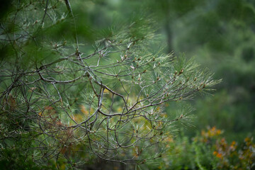 nature