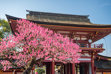 太宰府天満宮　梅の花