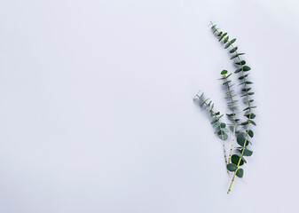 Eucalyptus branches on grey background. Image with copy space