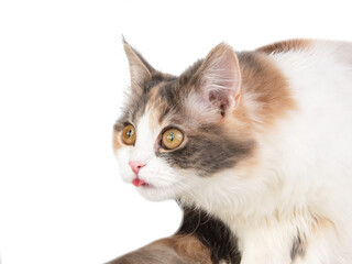 Bright fluffy funny cat isolated on the white background