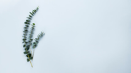 Eucalyptus branches on grey background. Image with copy space