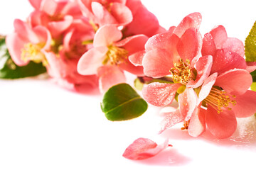 A beautiful image of sping pink flowers on the white background. High resolution image