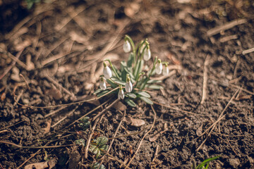 snowdrops are blooming in the spring in the park. Snowdrops or common snowdrop (Galanthus nivalis). Snowdrops after snow melt. Selective focus, blurred background