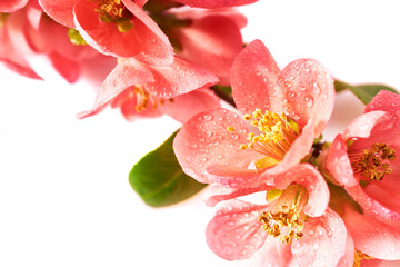 A beautiful image of sping pink flowers on the white background. High resolution image