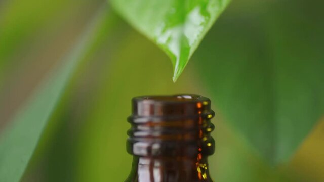 Aroma essential oil from peppermint in the bottle with fresh green mint leaf
