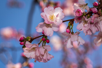 Spring in Barona - Milano