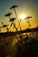 Margeriten im Sonnenuntergang