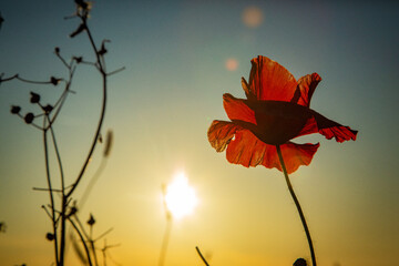 Mohnblume im Sonnenuntergang