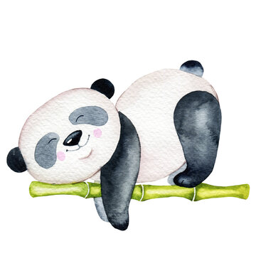Watercolor sleeping panda illustration, hand painted panda