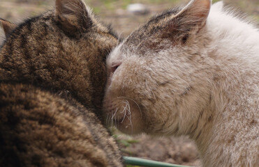 Obraz premium Friendly cats