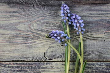 Blue muscari flowers on wooden background