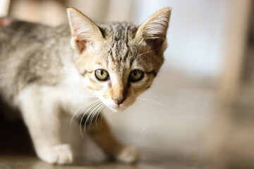 A closeup shot of a cute cat