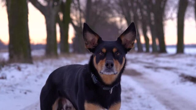 Cute black and tan kelpie dog turns his head towards camera and licks his nose. Winter sunset, slow motion.