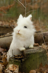 cute white bunny with ears up listen and look around for danger and treats while having his paws on old rotten tree stump