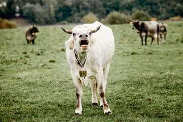 Fototapeta premium white cow screams and moaning at green meadow while complaining about forcing her for giving milk and dairy with her body but wishes for carnivores not to eat beef and become vegan