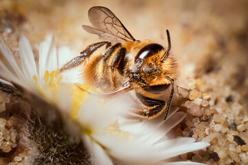 wild sand bee sitting in flower with its tongue to  pollen harvest nectar for honey