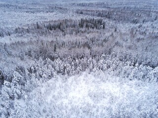 Snow covered forest protected forest reserve in Estonia by drone view
