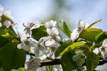 Fresh springtime pear blossom with selective focus and blurred background