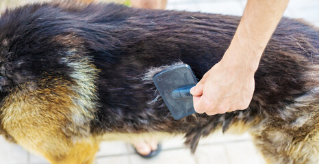 Combing out dog hair. Selective focus