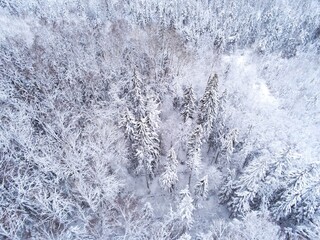 Snow covered forest protected forest reserve in Estonia by drone view