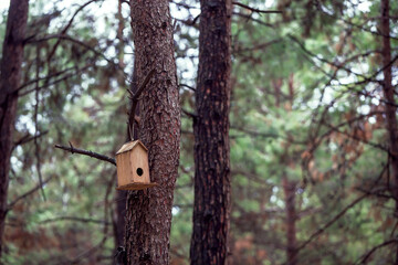 Front view, Inside the forest, wooden birdhouse attached to a pine tree trunk. Selective focus