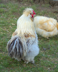 Chinese silk rooster chicken hen (silkie) on a farm standing in some grass	