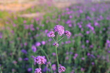 Obraz premium Purple Verbena flowers in the garden