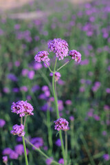 Purple Verbena flowers in the garden