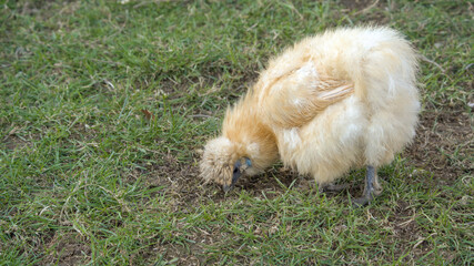 Chinese silk chicken hen (silkie) on a farm standing in some grass	