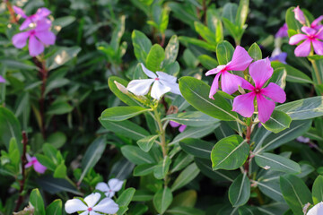 Pink watercress flowers in the garden