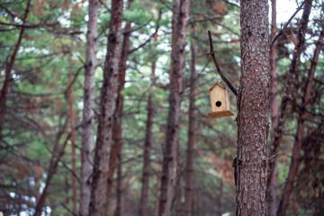 Front view, Inside the forest, wooden birdhouse attached to a pine tree trunk. Selective focus