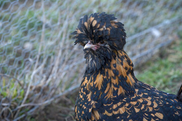 Polish chicken hen (also known as Padua chicken) close up