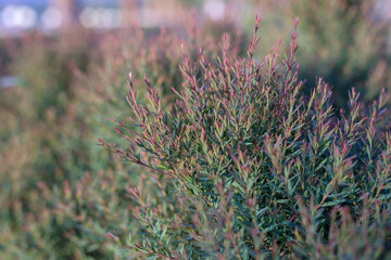 Green trees in the garden