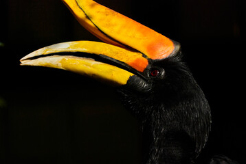 The rhinoceros hornbill, Buceros rhinoceros, is a large species of forest hornbill, Bucerotidae,...