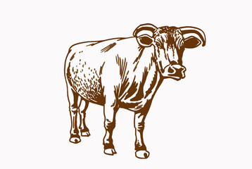 Graphical vintage cow standing.vector element