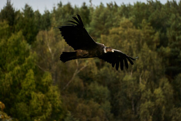 Andean condor, Vultur gryphus, soaring over a forest. Andean condor is the largest flying bird in the world,  combined measurement of weight and wingspan