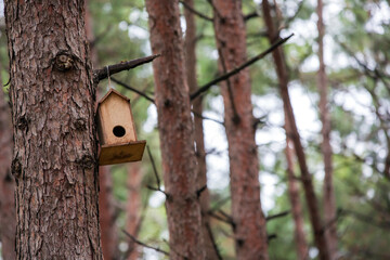 Front view, Inside the forest, wooden birdhouse attached to a pine tree trunk. Selective focus