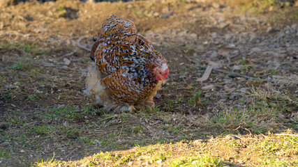 Beautiful spotted wyandotte hen chicken walking on a farm