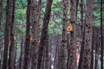 Front view, Inside the forest, wooden birdhouse attached to a pine tree trunk. Selective focus