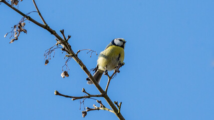 Blue tit bird on a branch