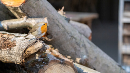 Robin bird on a piece of wood