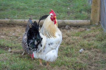 White rooster chicken in the farm with a beautiful black tail